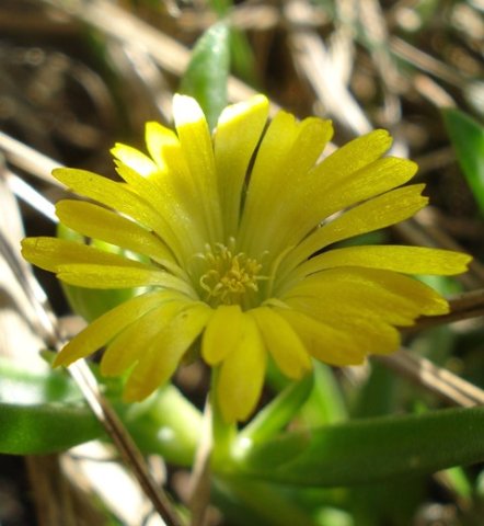 Delosperma leendertziae flower